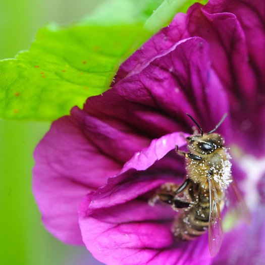 Voller Pollen