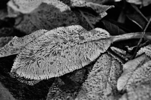 dsc_0874b.jpg