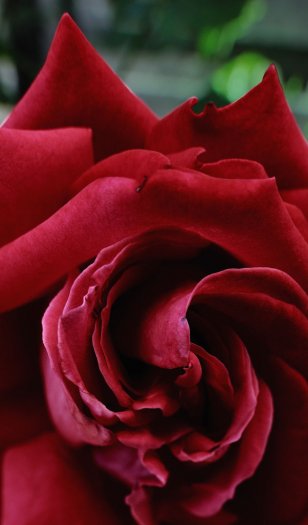 Teufelsrose