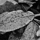 dsc_0874b.jpg