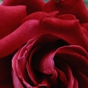 Teufelsrose